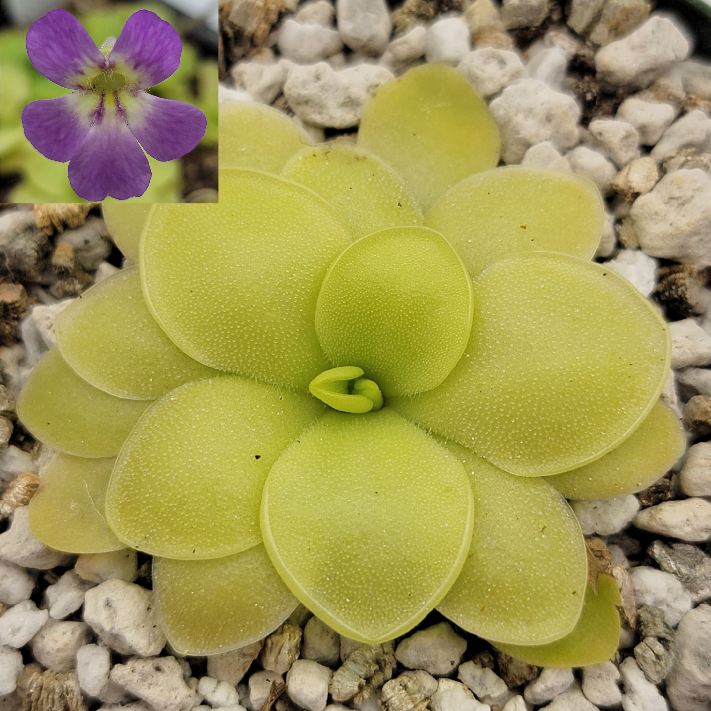 Pinguicula 'Huahuapan' x pilosa product image 1