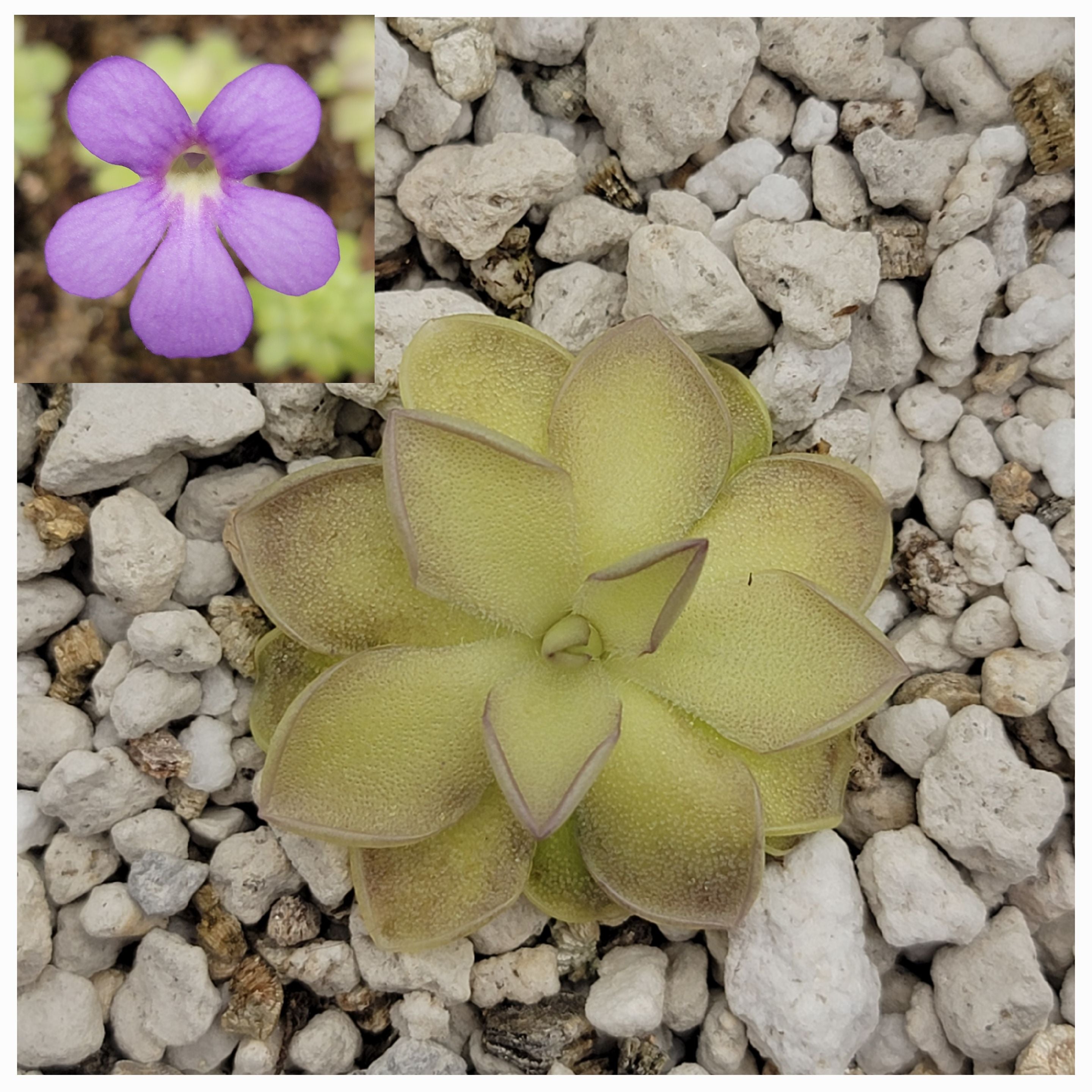Pinguicula ibarrae {Tlanchinol, Mex} x cyclosecta product image 1