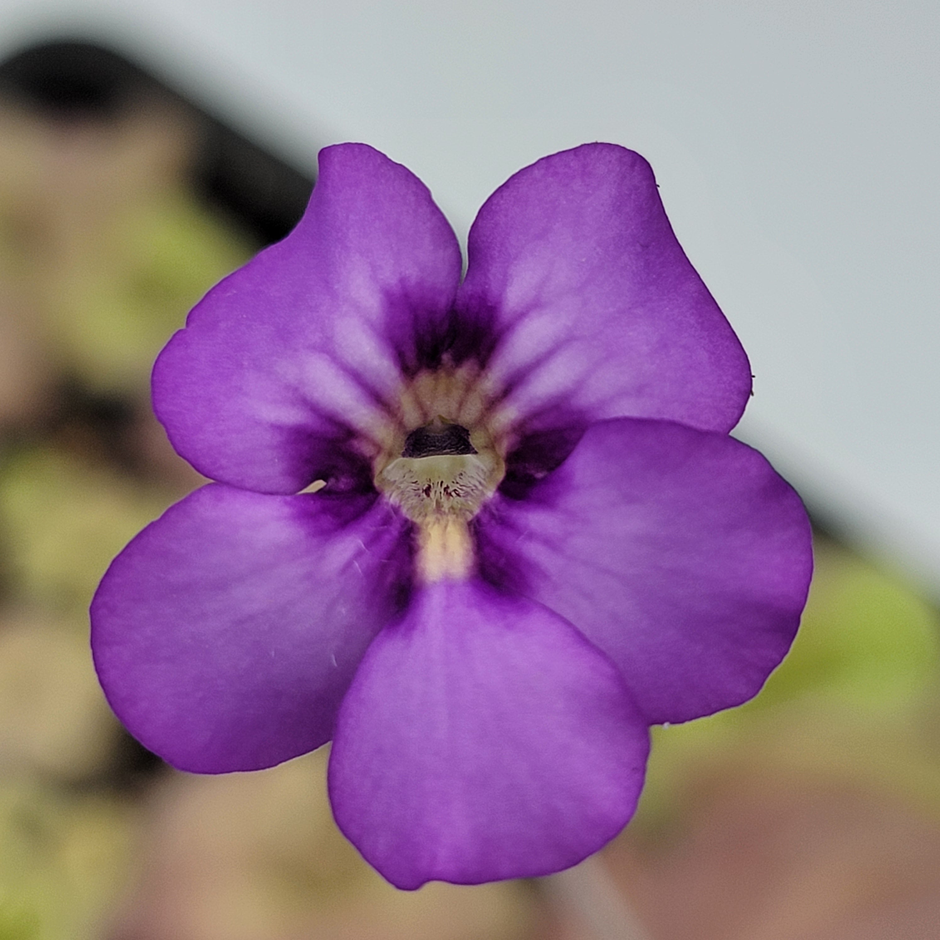 Pinguicula -inchJellyfish-inch product image 2