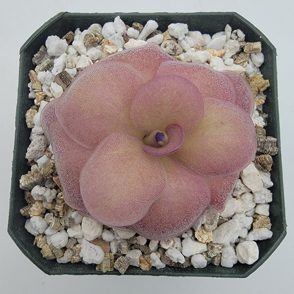 Pinguicula -inchJellyfish-inch product image 1