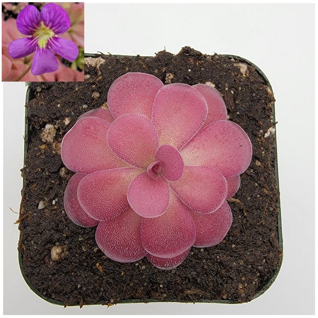 Pinguicula 'Johanna' with a pink rosette in a square pot and purple flower inset