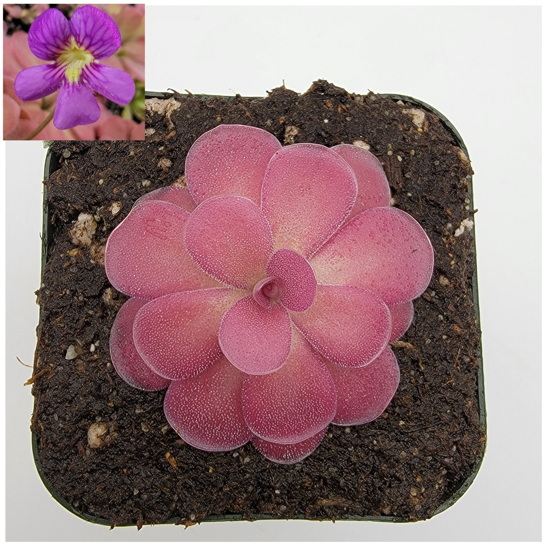 Pinguicula 'Johanna' with a pink rosette in a square pot and purple flower inset
