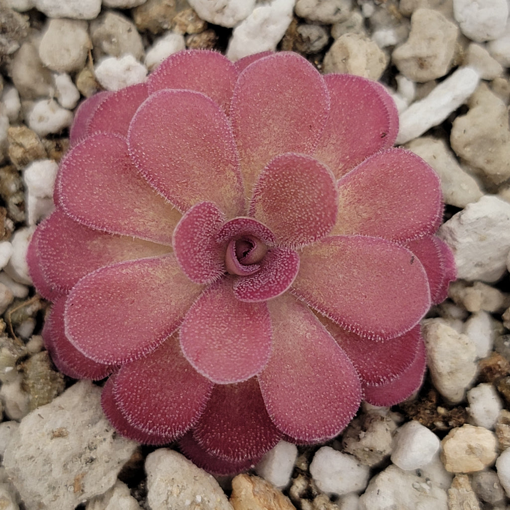 Top view of Pinguicula 'Johanna' with rounded pink leaves on white grit