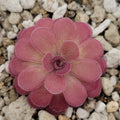 Pinguicula 'Johanna' product image 1
