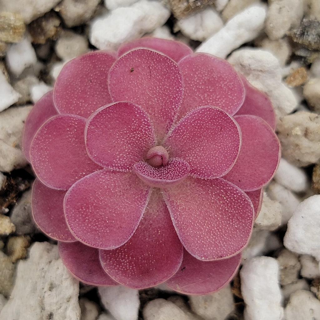 Close-up of a pink Pinguicula 'Johanna' rosette among white grit