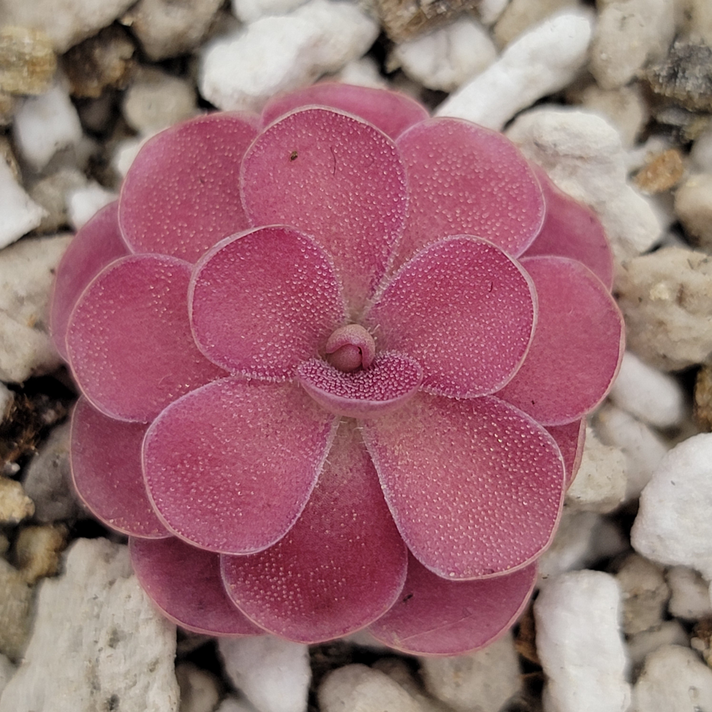Close-up of a pink Pinguicula 'Johanna' rosette among white grit