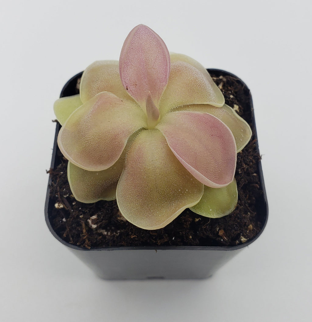 Pinguicula 'Kewensis' live plant product image 3