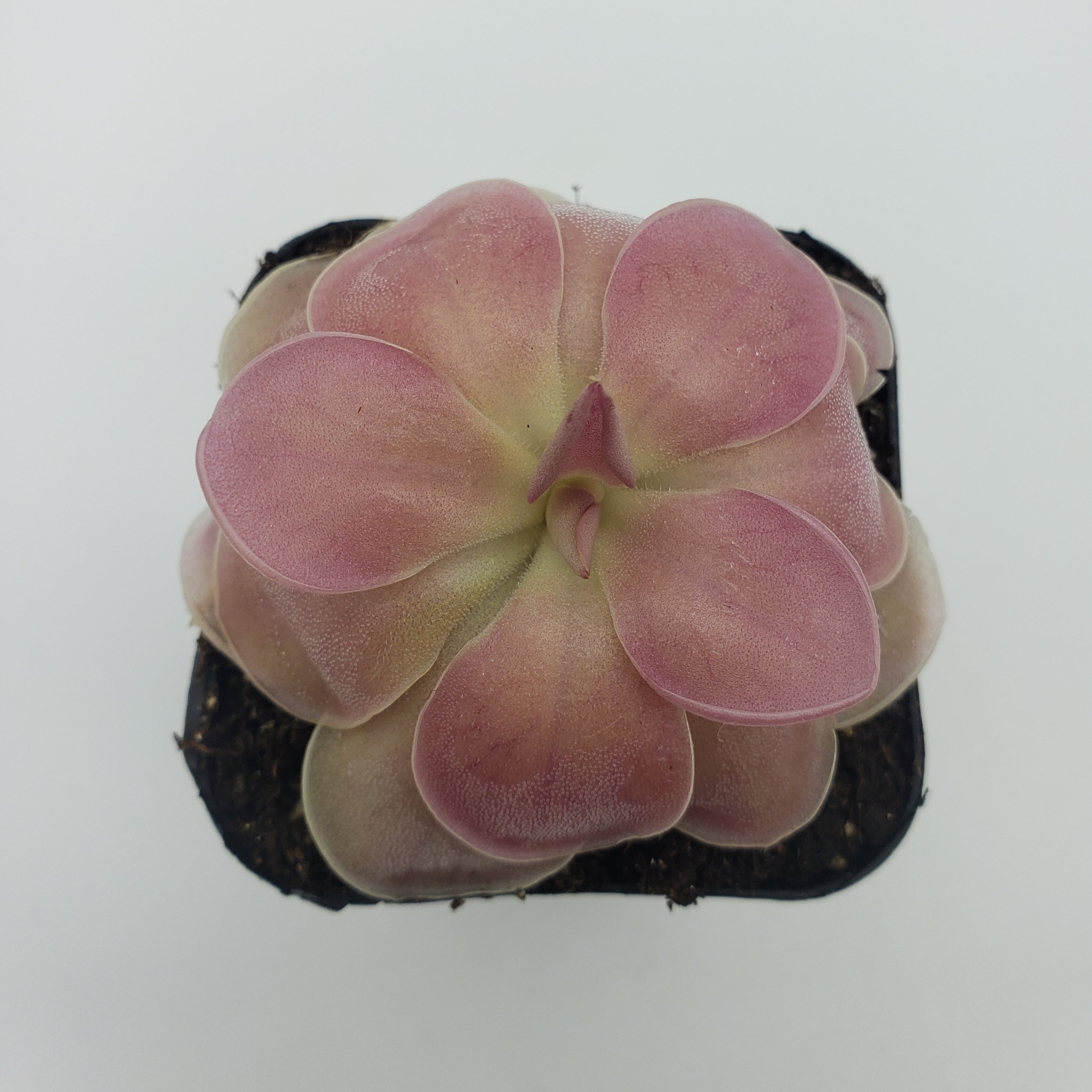 Pinguicula 'Kewensis' live plant product image 2