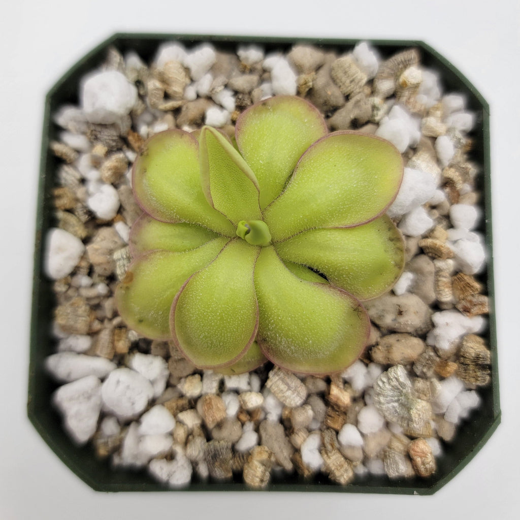 Pinguicula 'Köhres' product image 1