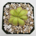 Pinguicula 'Köhres' product image 1