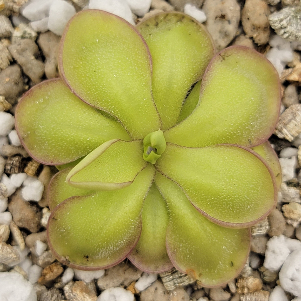 Pinguicula 'Köhres' product image 2