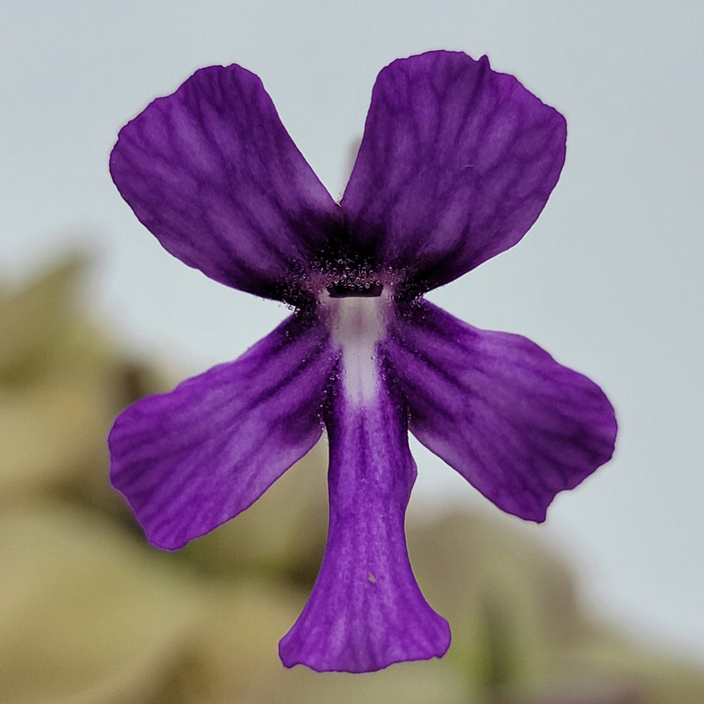 Pinguicula -inchLautner 92/52-inch x -inchBig Purple Thing-inch product image 2