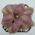Pinguicula -inchLautner 92/52-inch x -inchBig Purple Thing-inch product image 1