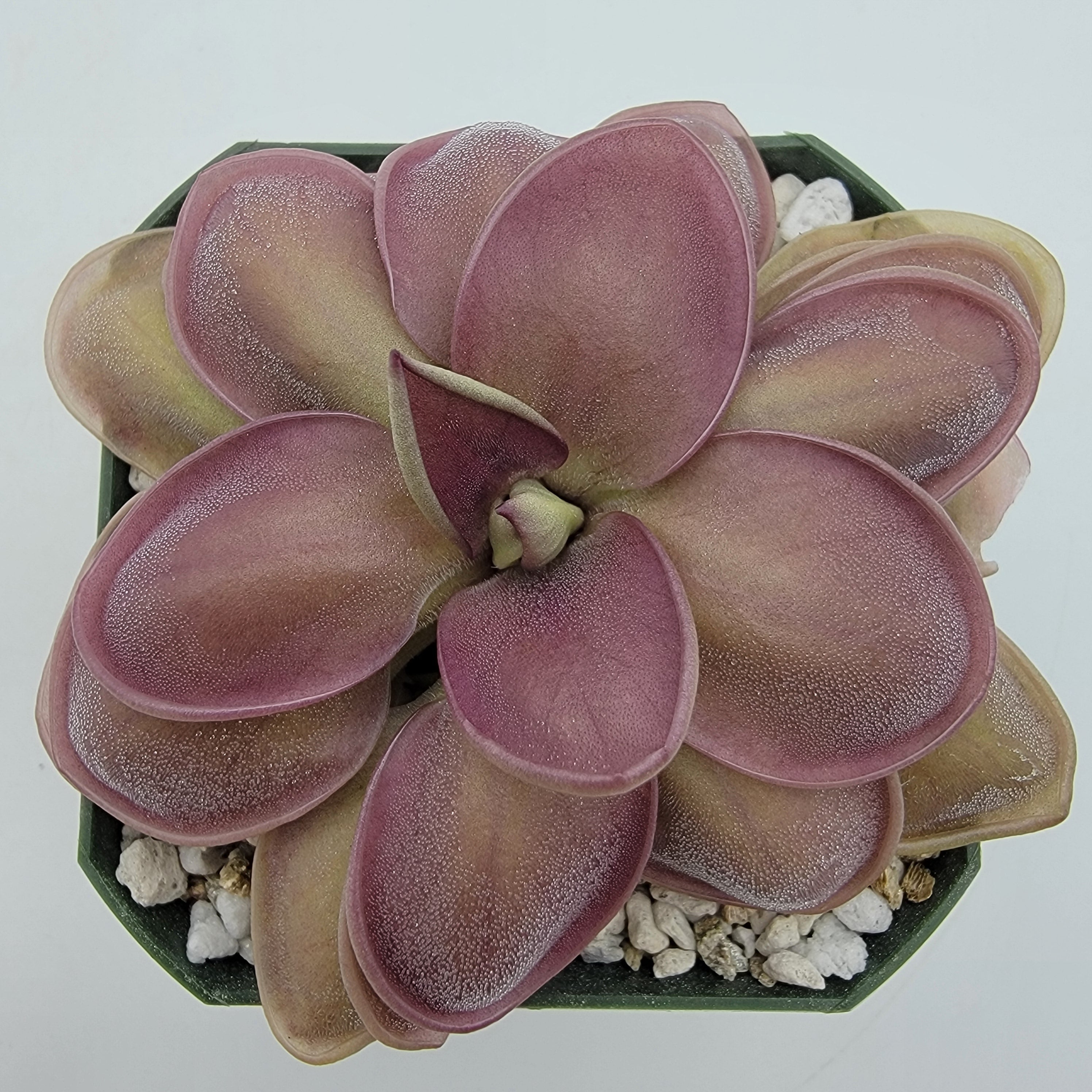 Pinguicula -inchLautner 92/52-inch x -inchBig Purple Thing-inch product image 1