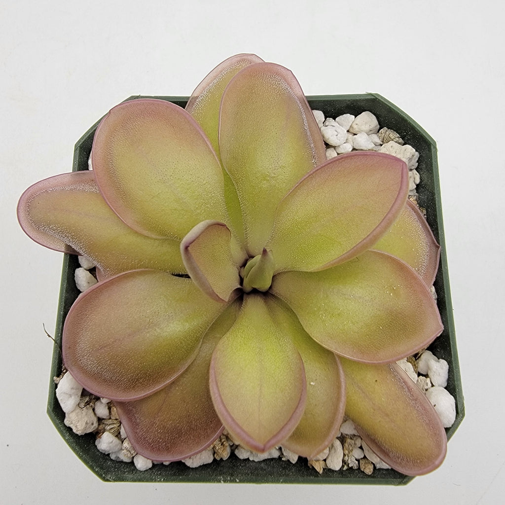 Pinguicula -inchLautner 92/52-inch x -inchBig Purple Thing-inch product image 3