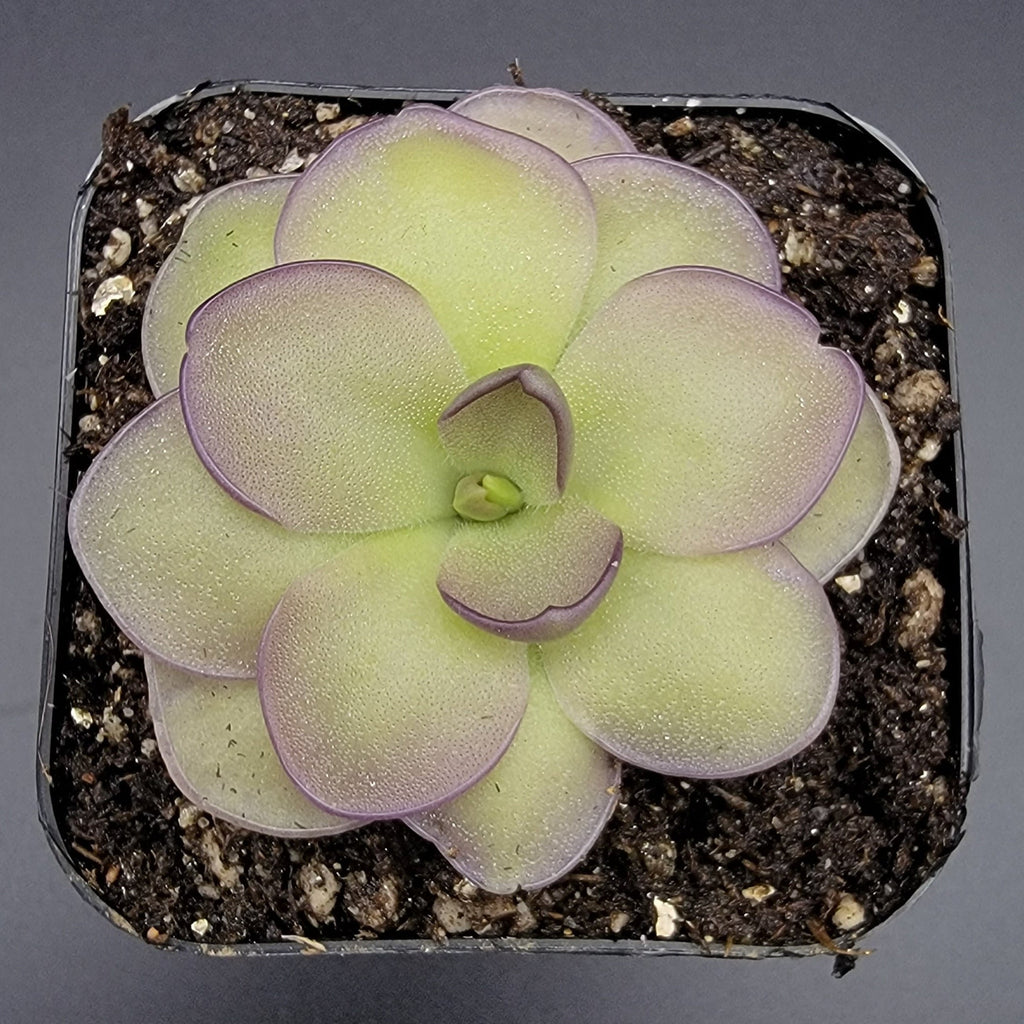 Pinguicula -inchLeilani-inch -Butterwort- product image 3
