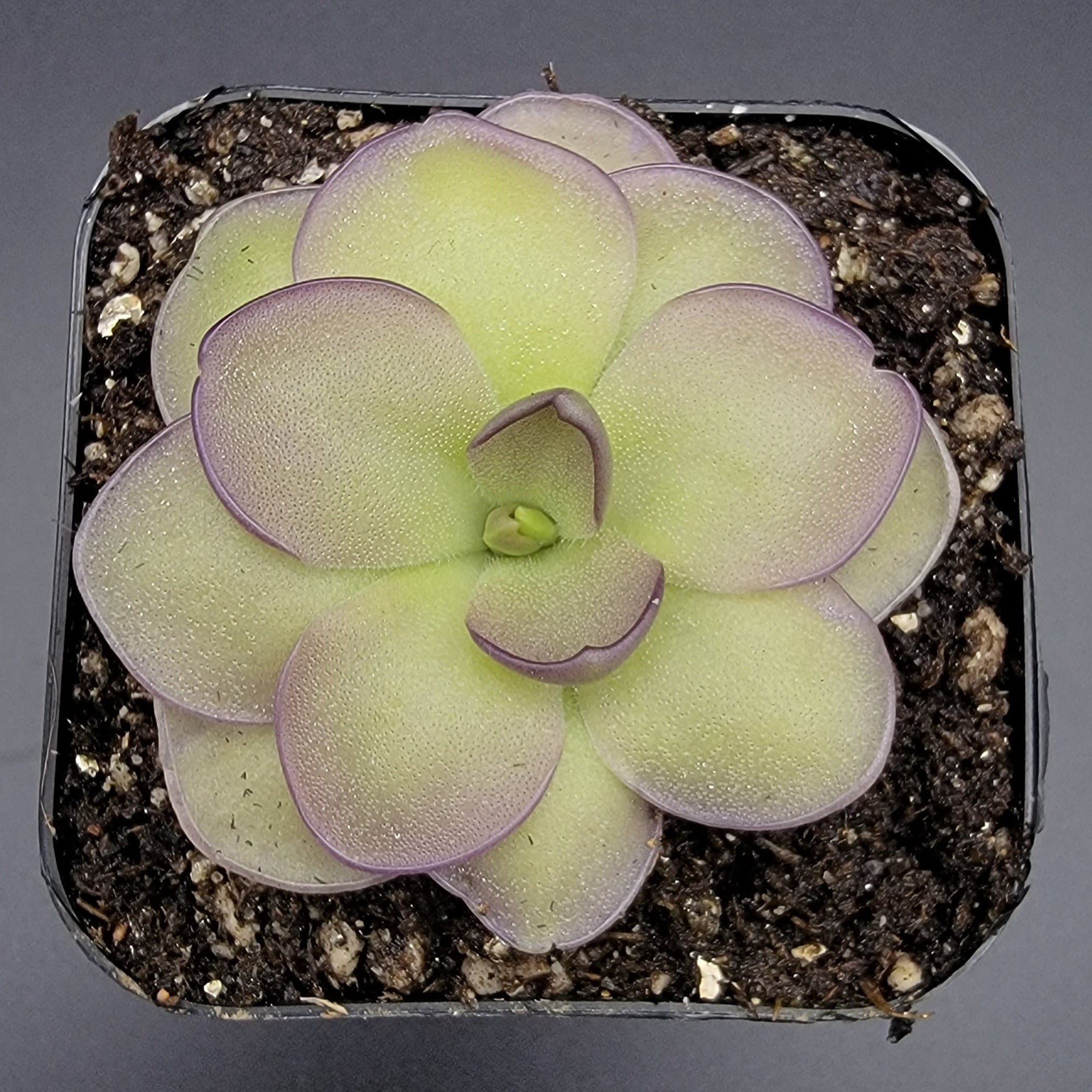 Pinguicula -inchLeilani-inch -Butterwort- product image 3
