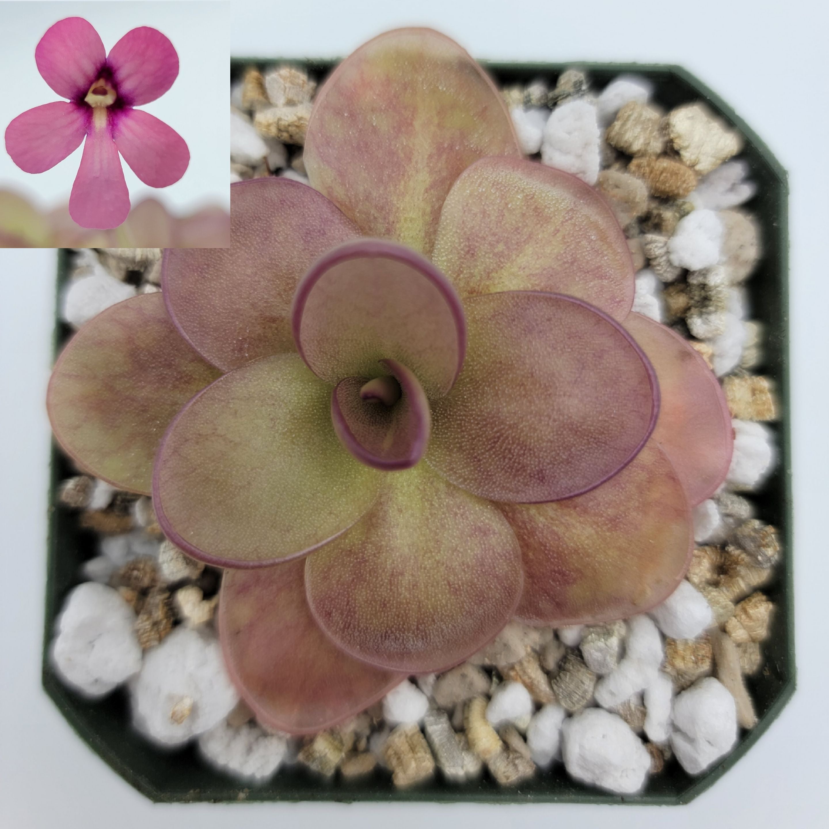 Pinguicula -inchPeaches-inch product image 4