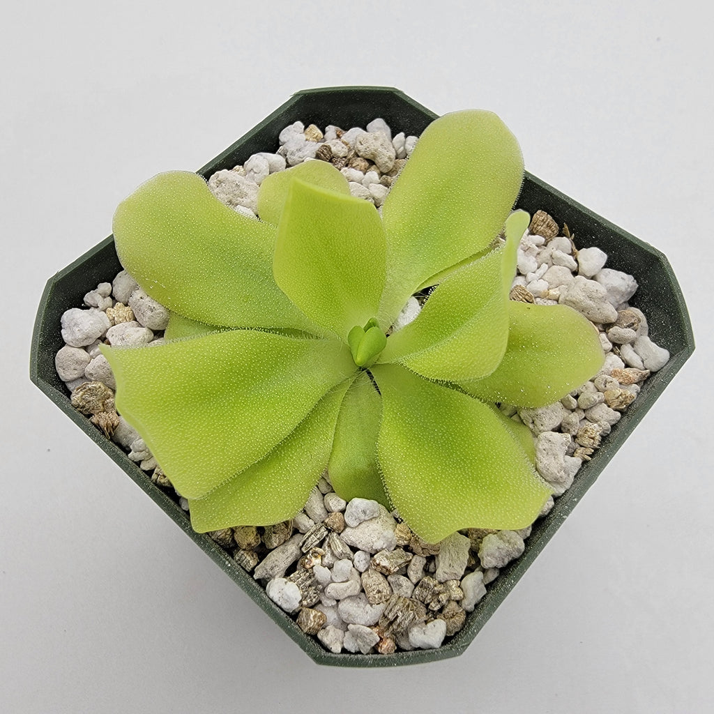 Pinguicula -inchPecosita-inch product image 2