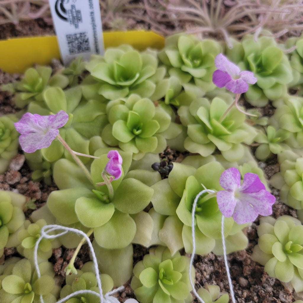 Pinguicula -inchPecosita-inch product image 3