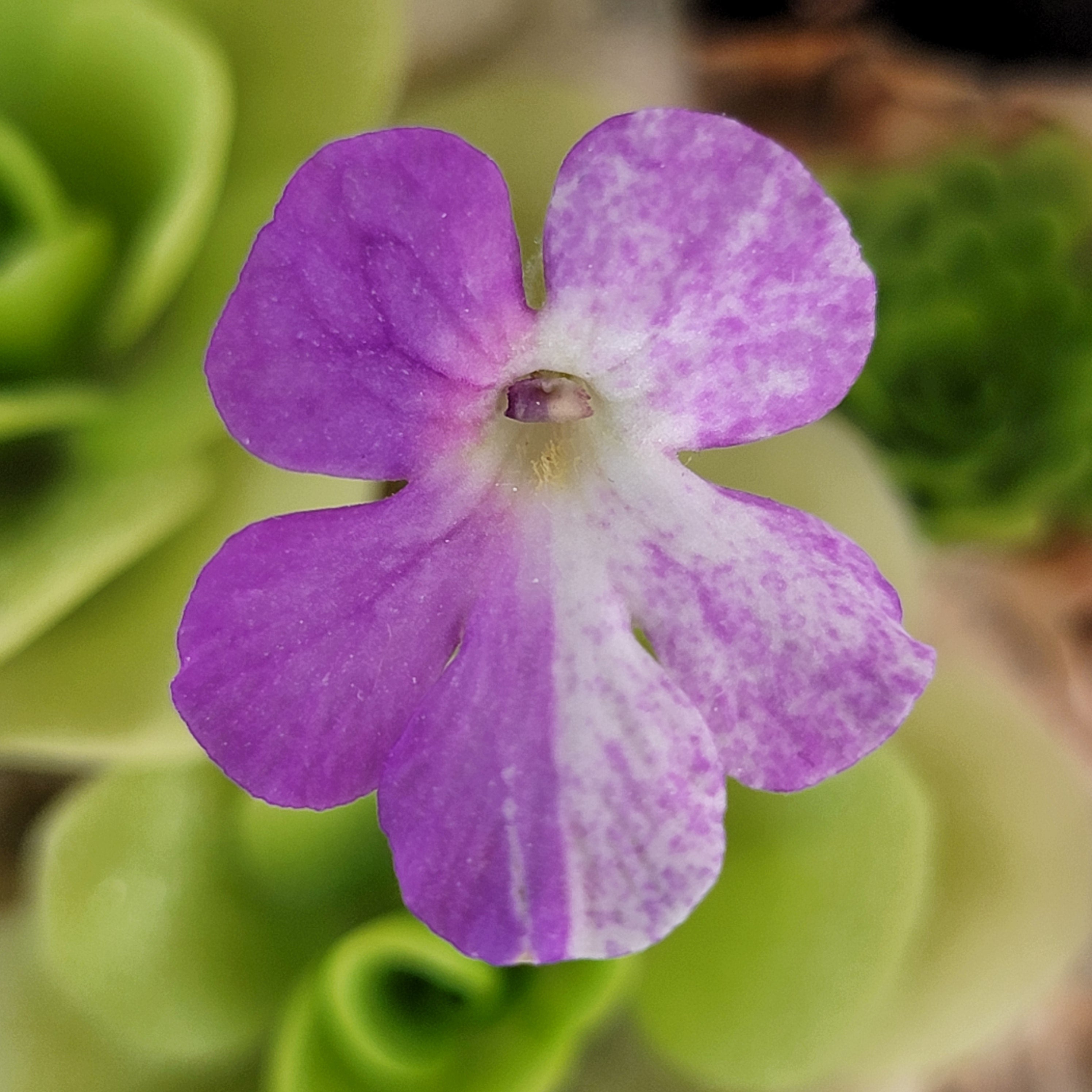 Pinguicula -inchPecosita-inch product image 4