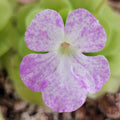 Pinguicula -inchPecosita-inch product image 1