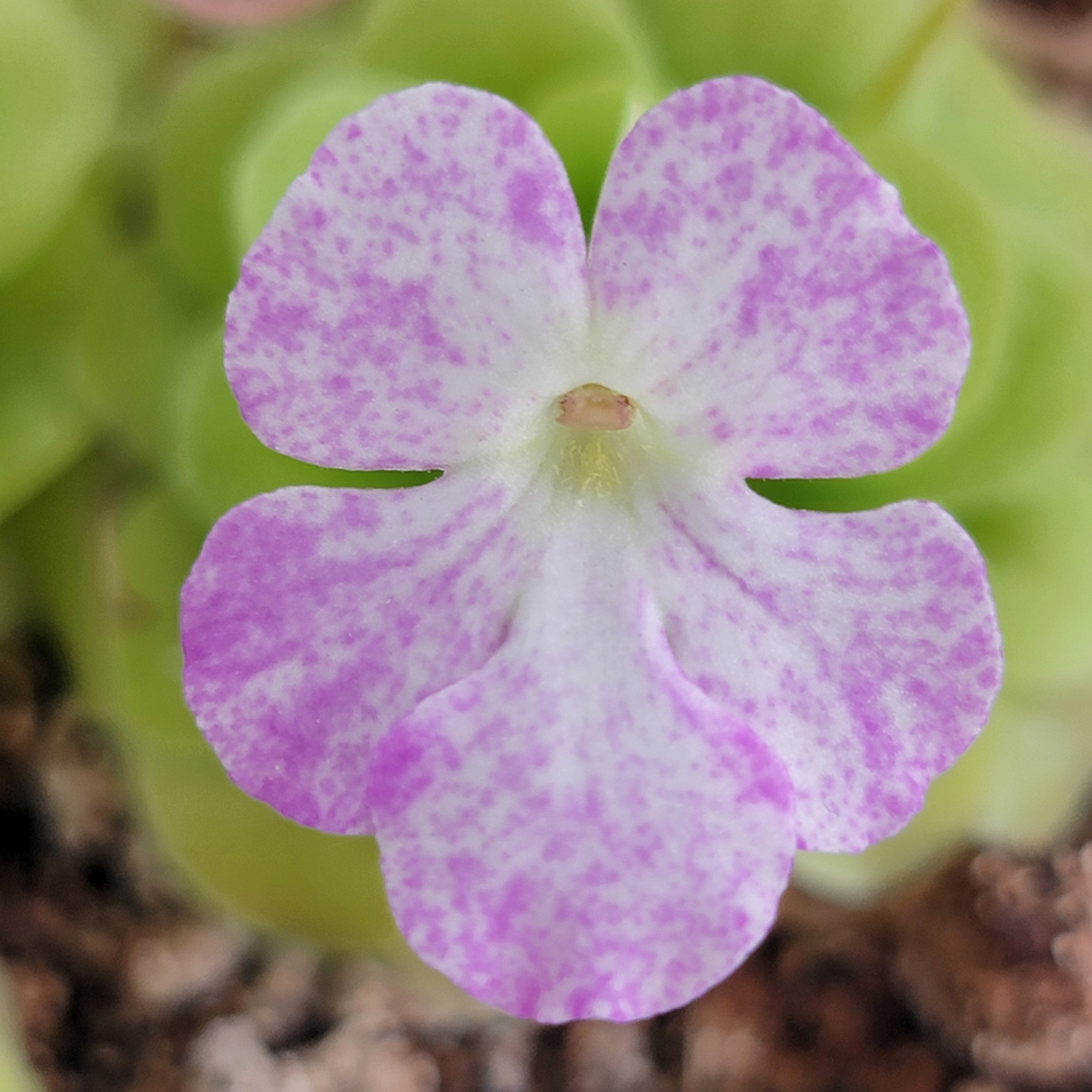 Pinguicula -inchPecosita-inch product image 1