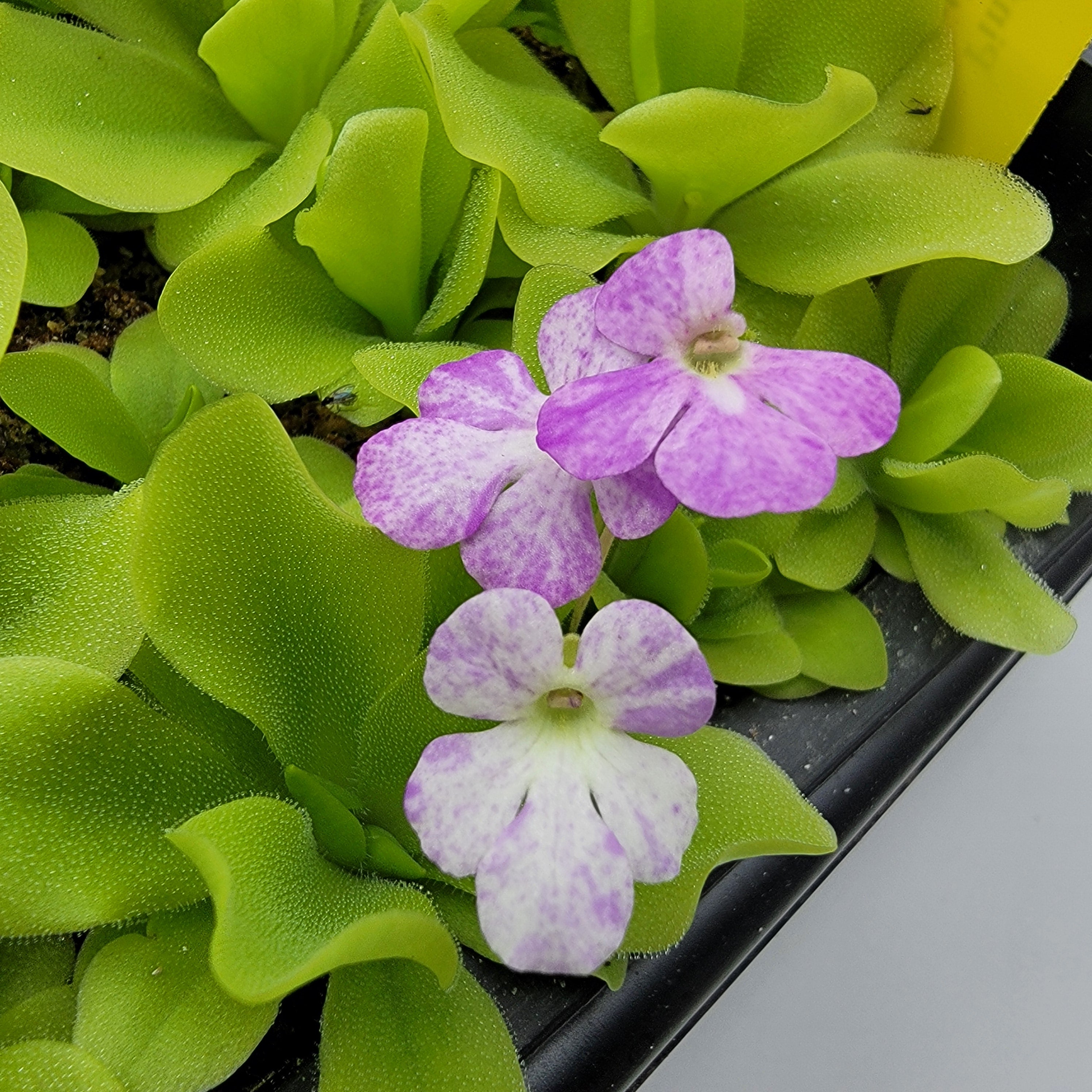 Pinguicula -inchPecosita-inch product image 5