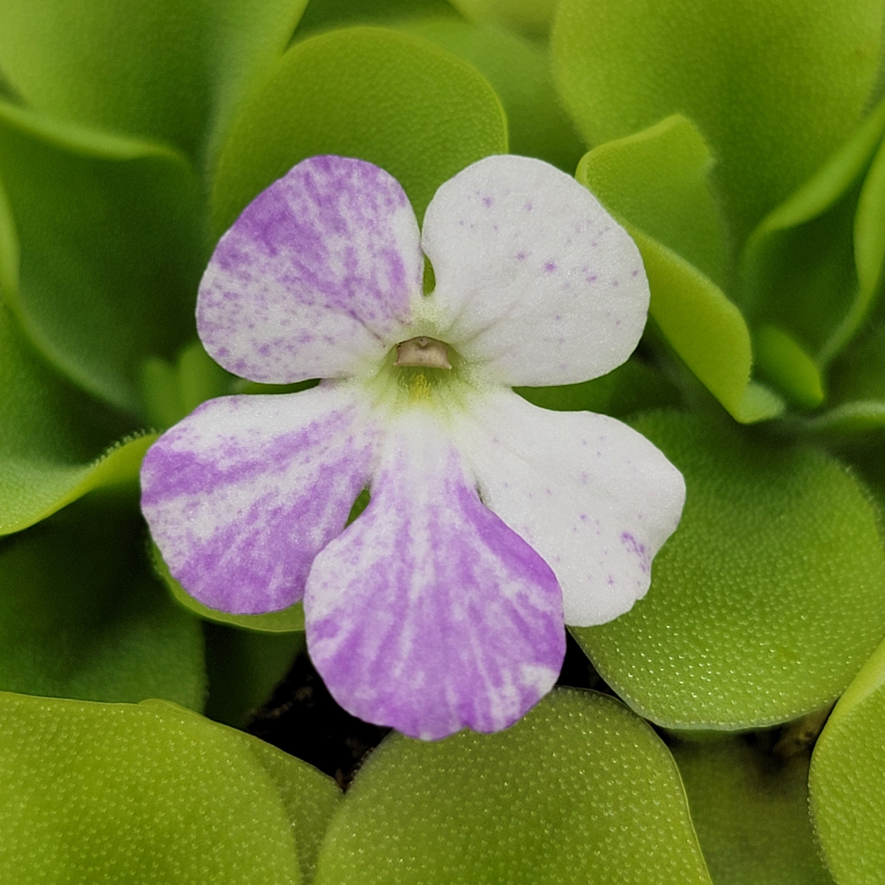 Pinguicula -inchPecosita-inch product image 6