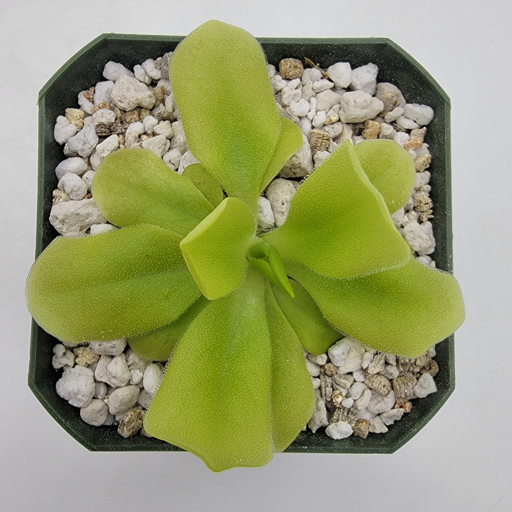 Pinguicula -inchPecosita-inch product image 7