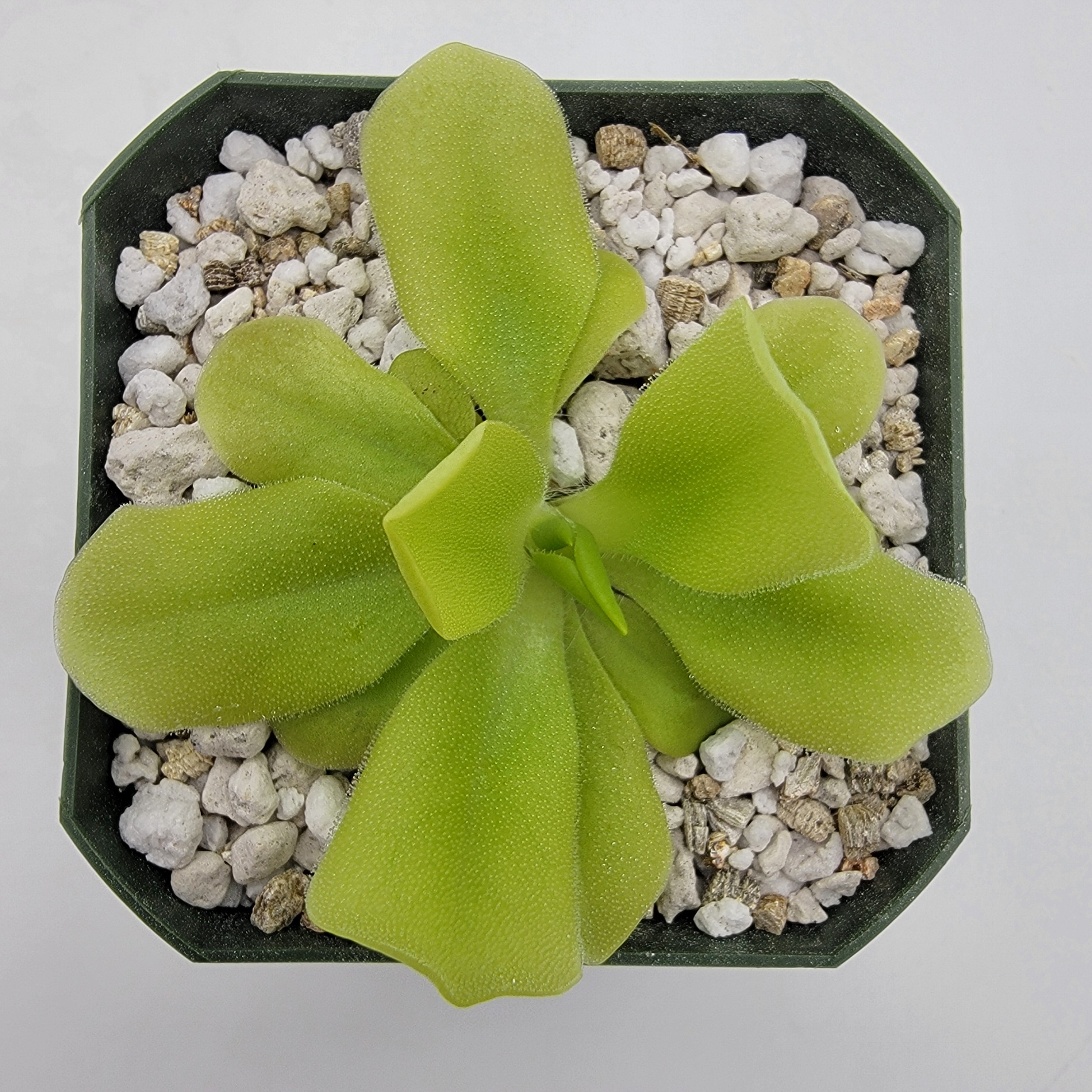 Pinguicula -inchPecosita-inch product image 7