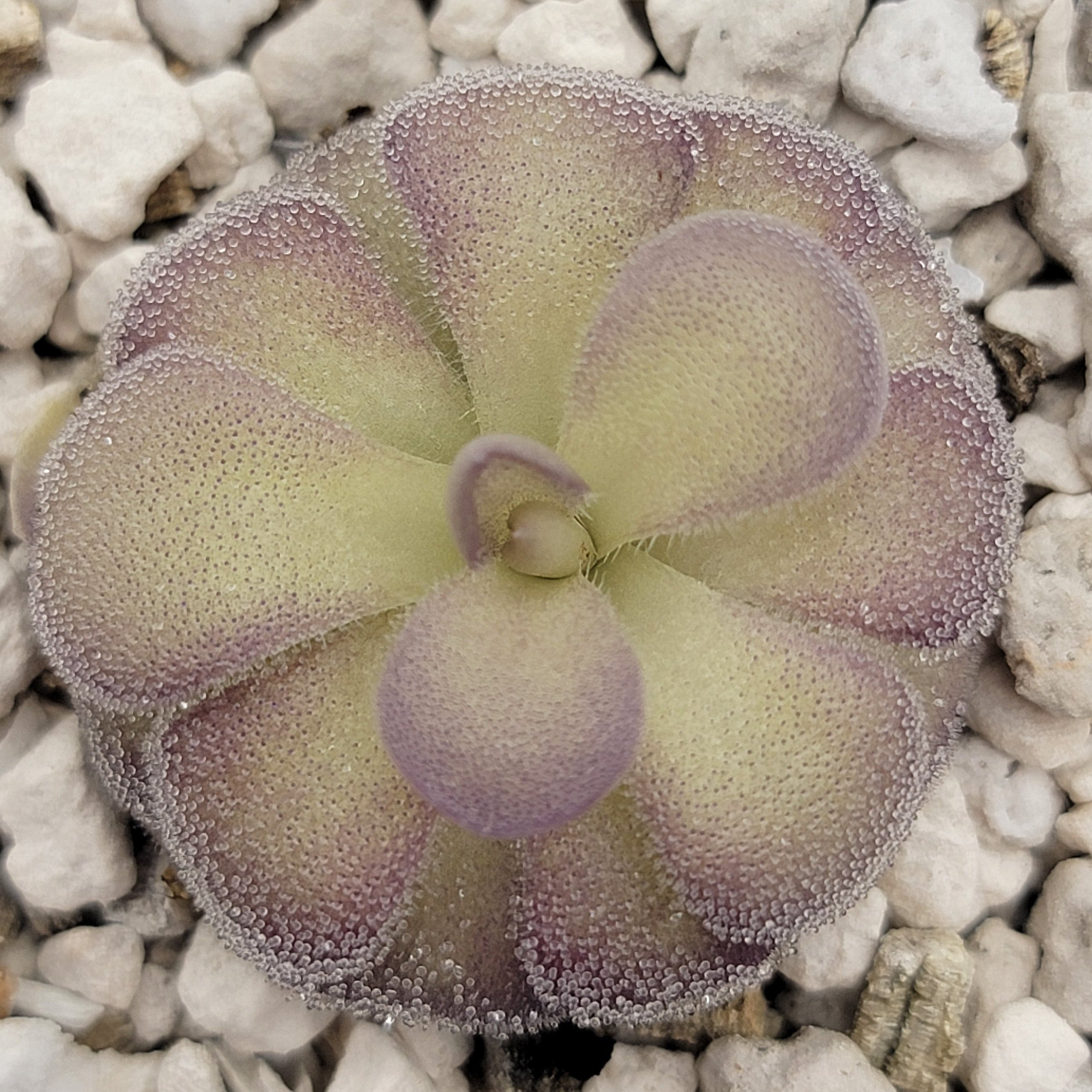 Pinguicula -inchPenny-inch product image 2