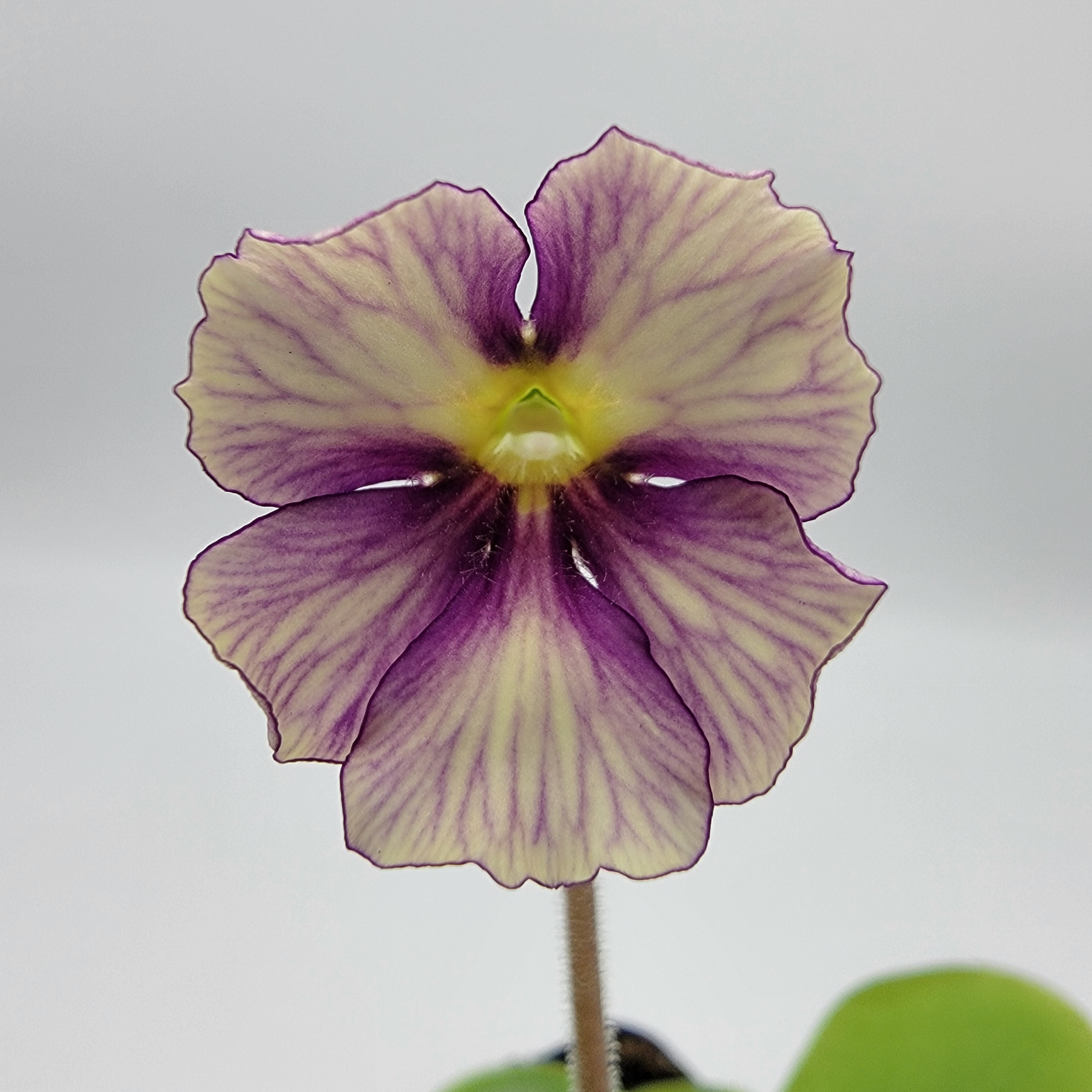 Pinguicula 'Razzberry Blonde' product image 3