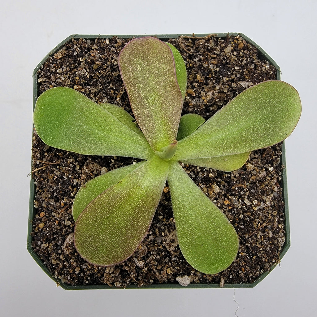 Pinguicula 'Razzberry Blonde' product image 2