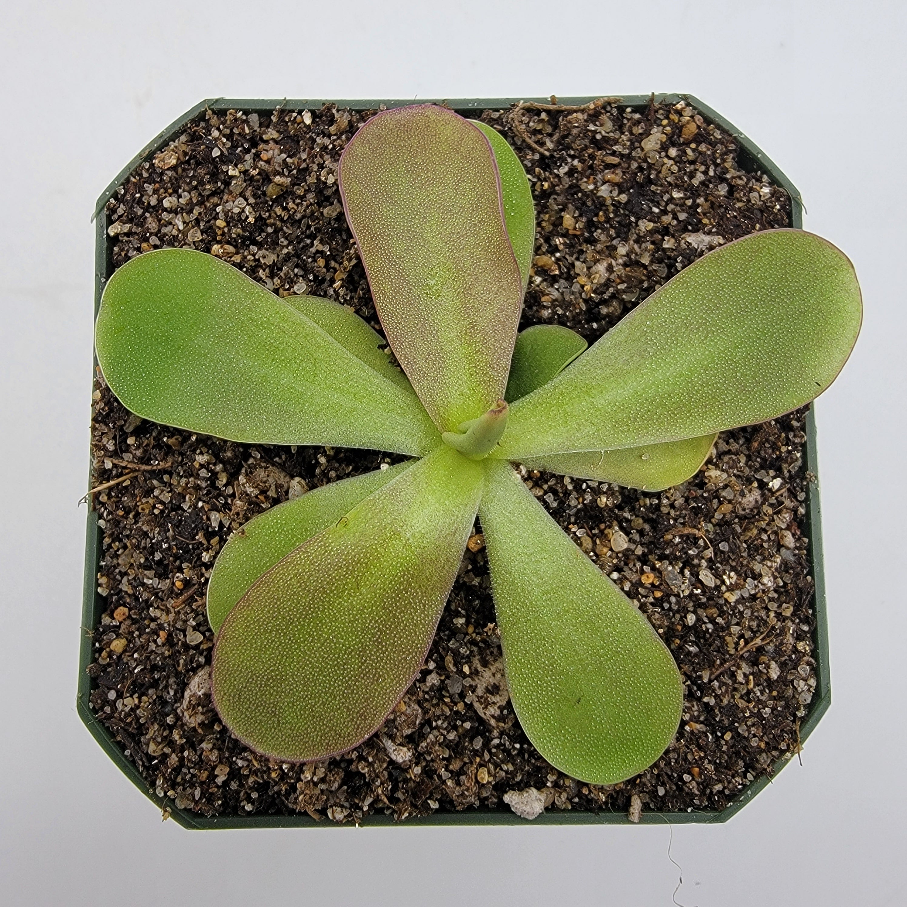 Pinguicula 'Razzberry Blonde' product image 2