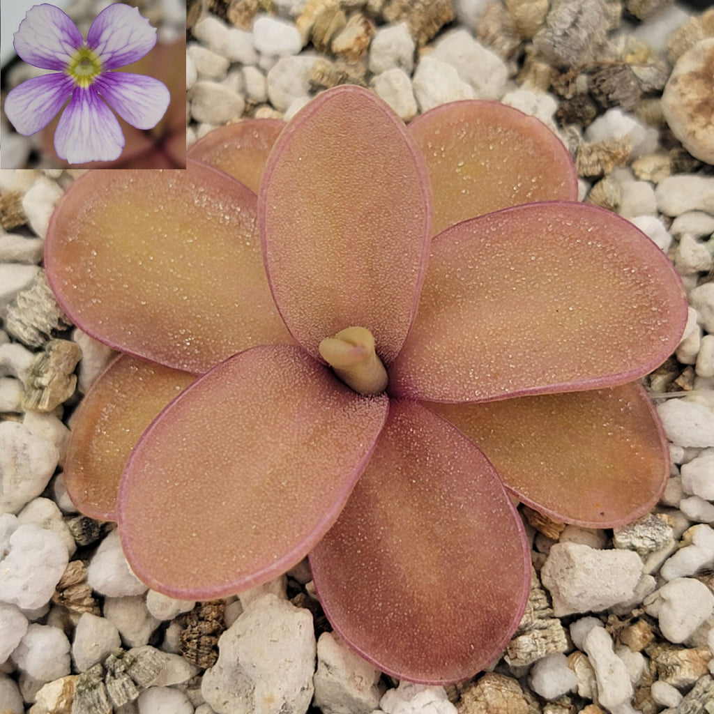 Pinguicula 'Riva' product image 1