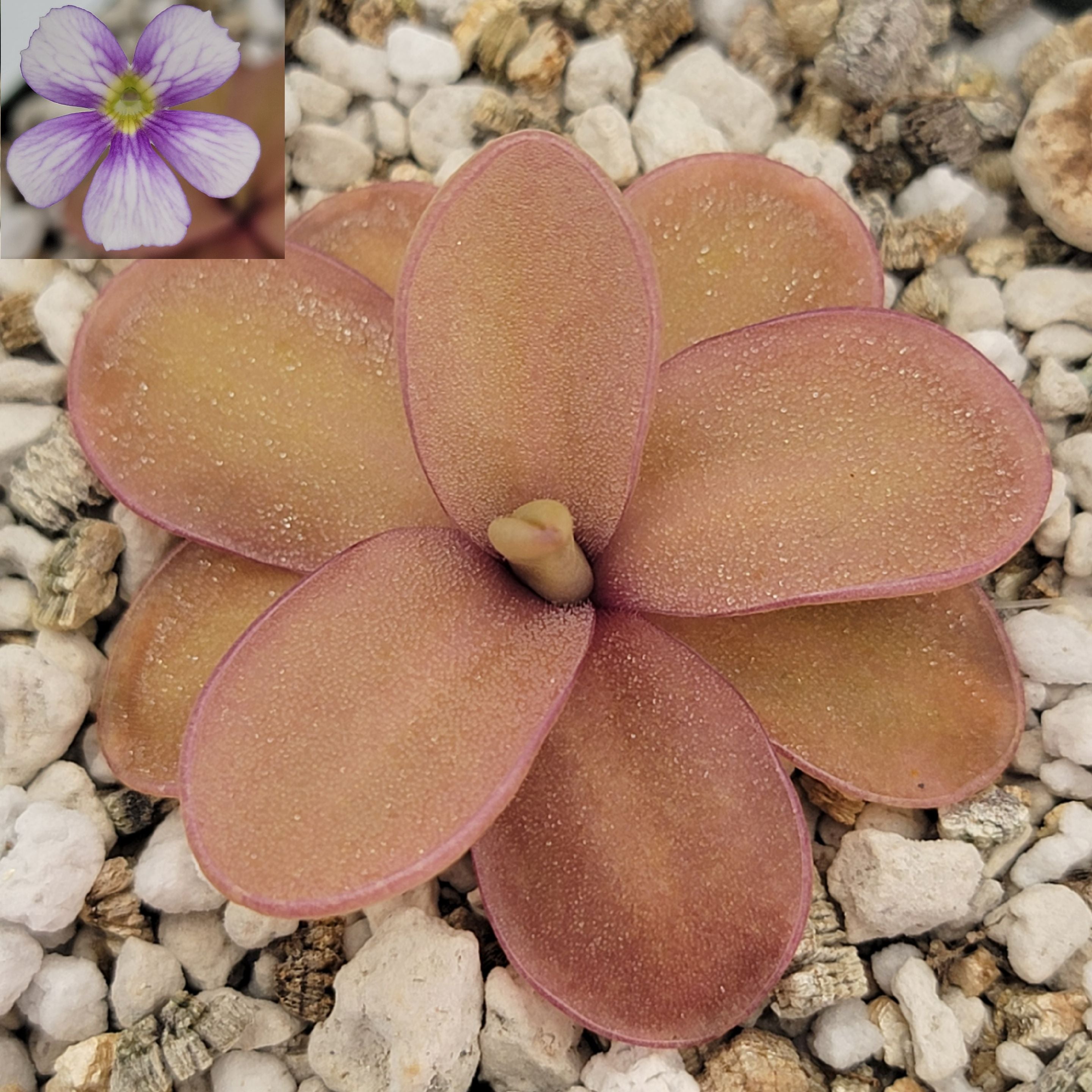 Pinguicula 'Riva' product image 1