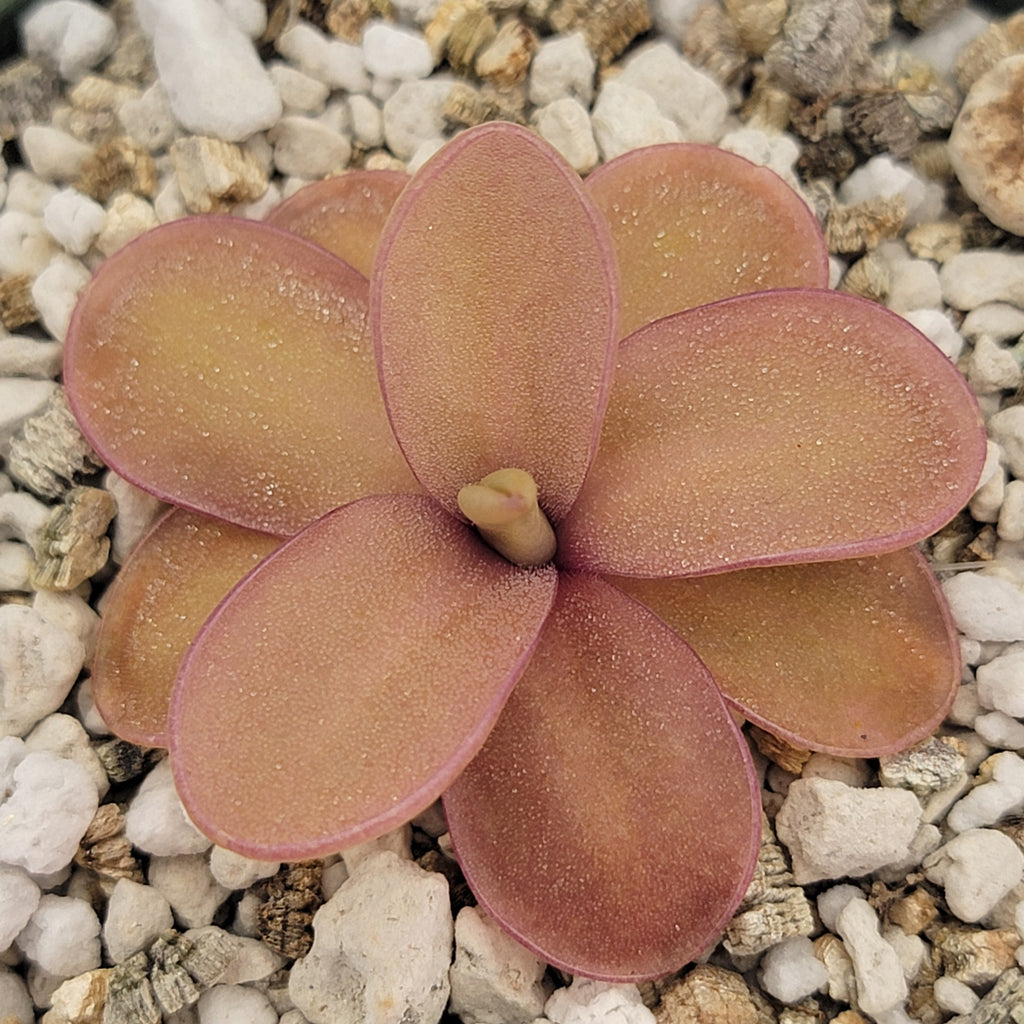 Pinguicula 'Riva' product image 4