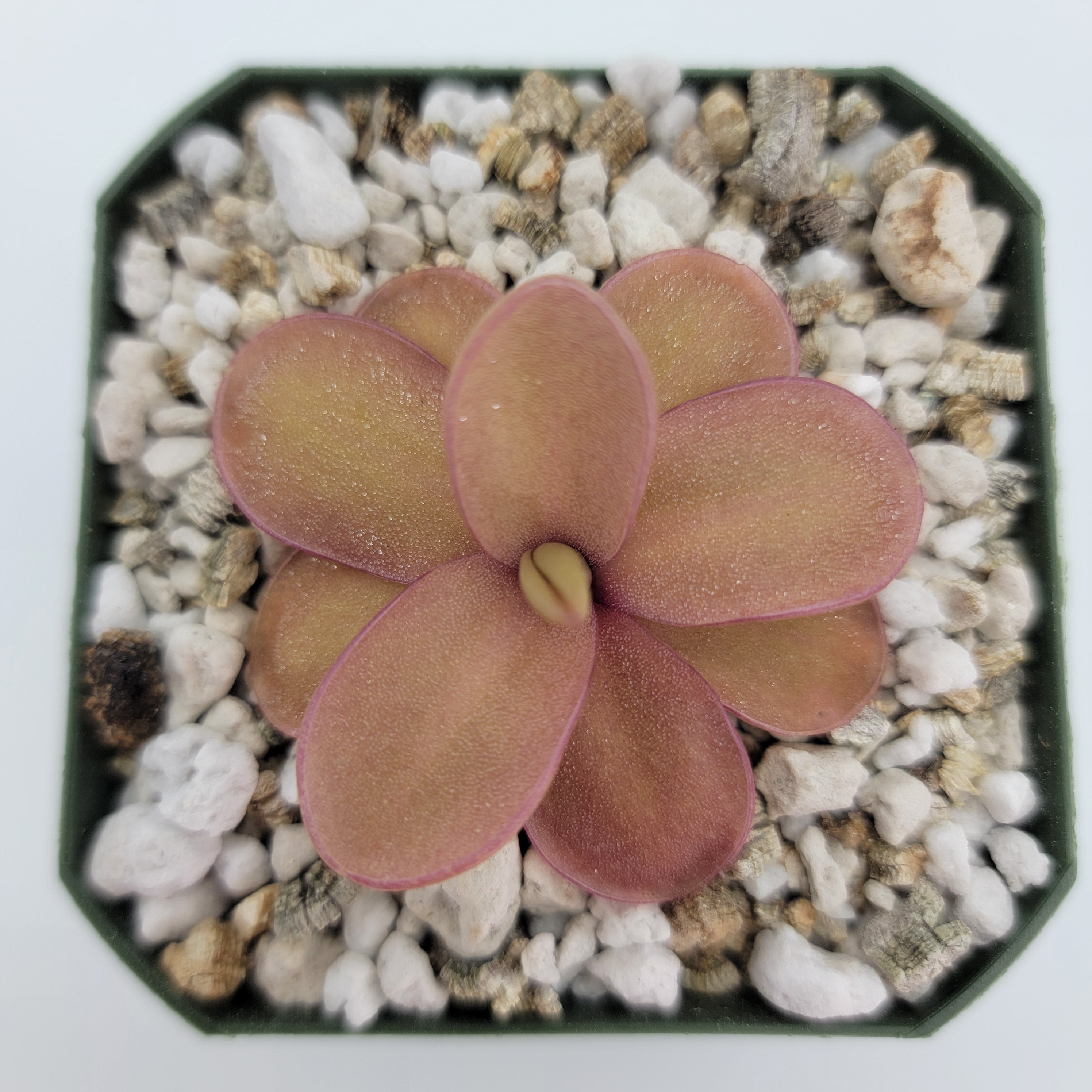 Pinguicula 'Riva' product image 3