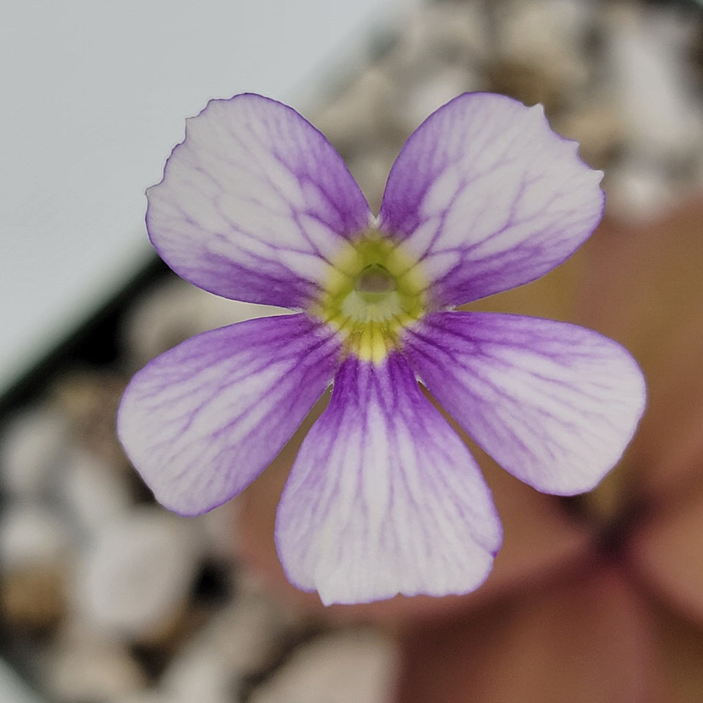 Pinguicula 'Riva' product image 2