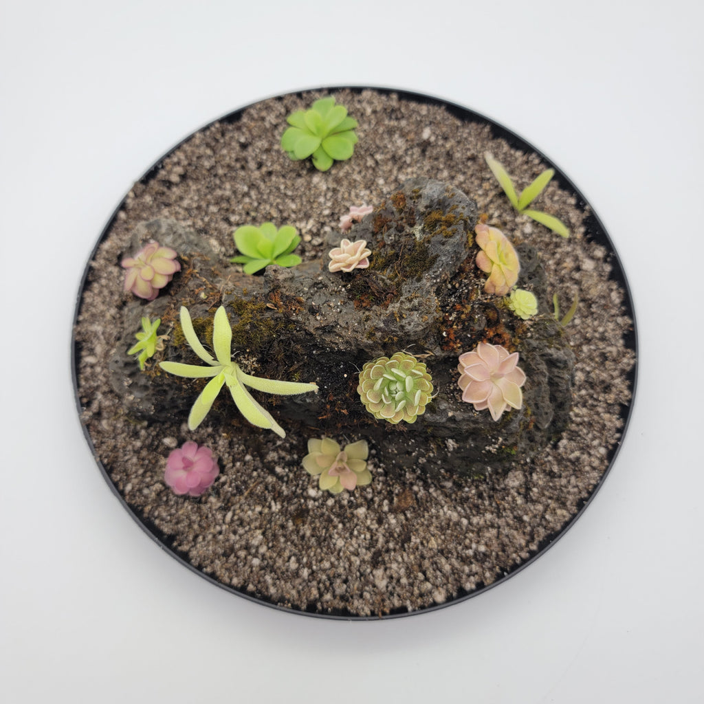 Mystery rock kit Pinguicula bundle product image 2