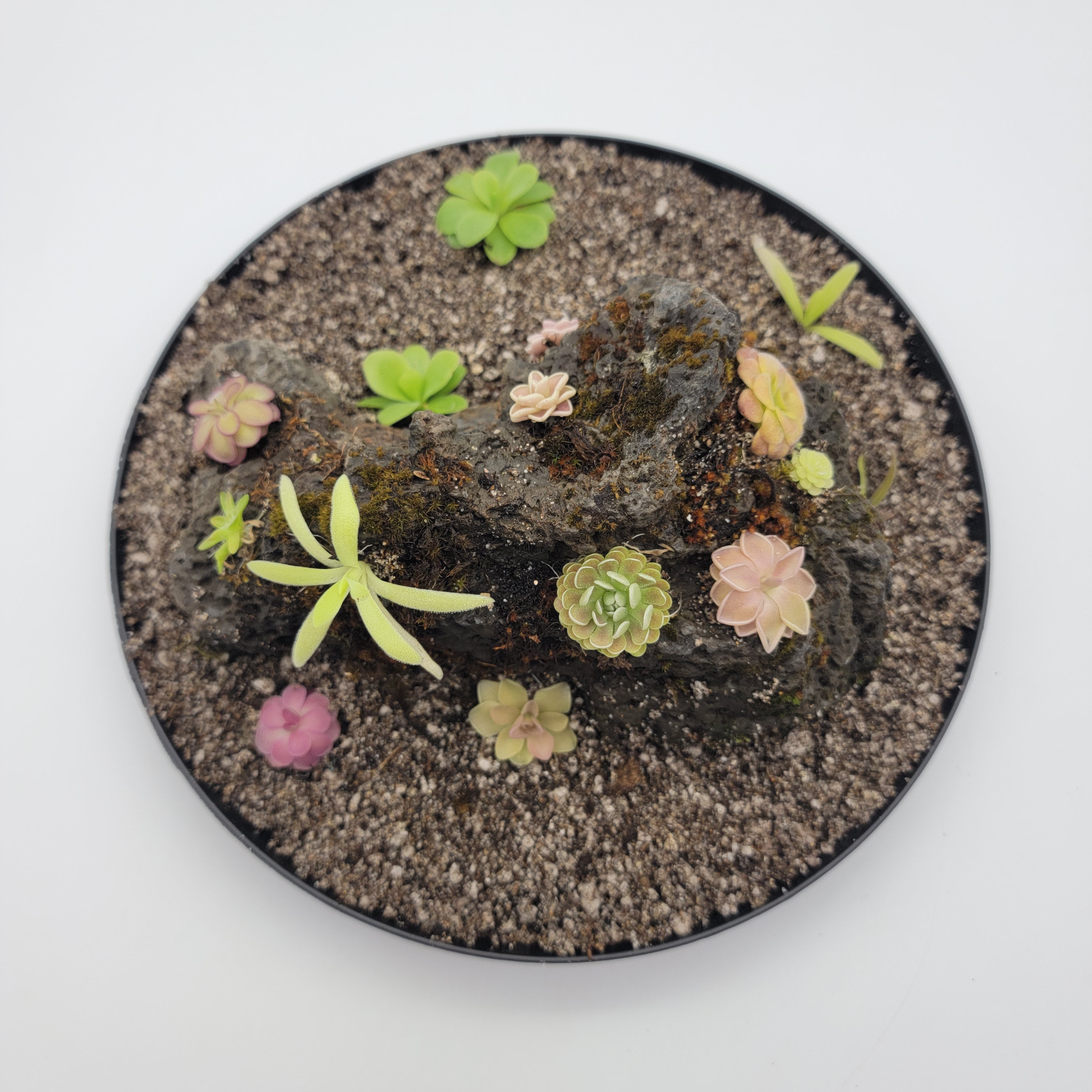 Mystery rock kit Pinguicula bundle product image 2