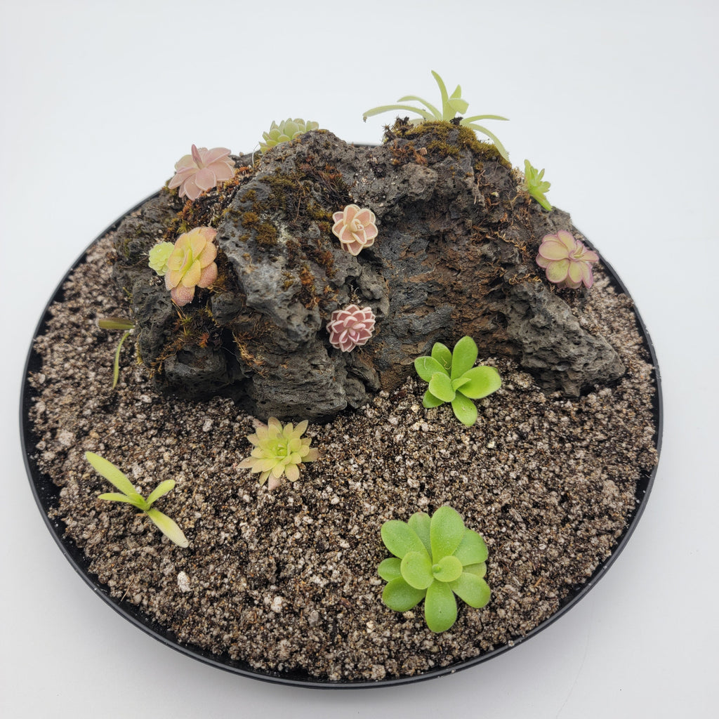Mystery rock kit Pinguicula bundle product image 1