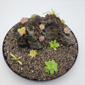 Mystery rock kit Pinguicula bundle product image 1