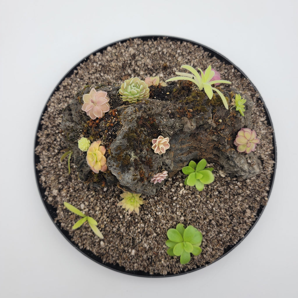 Mystery rock kit Pinguicula bundle product image 3