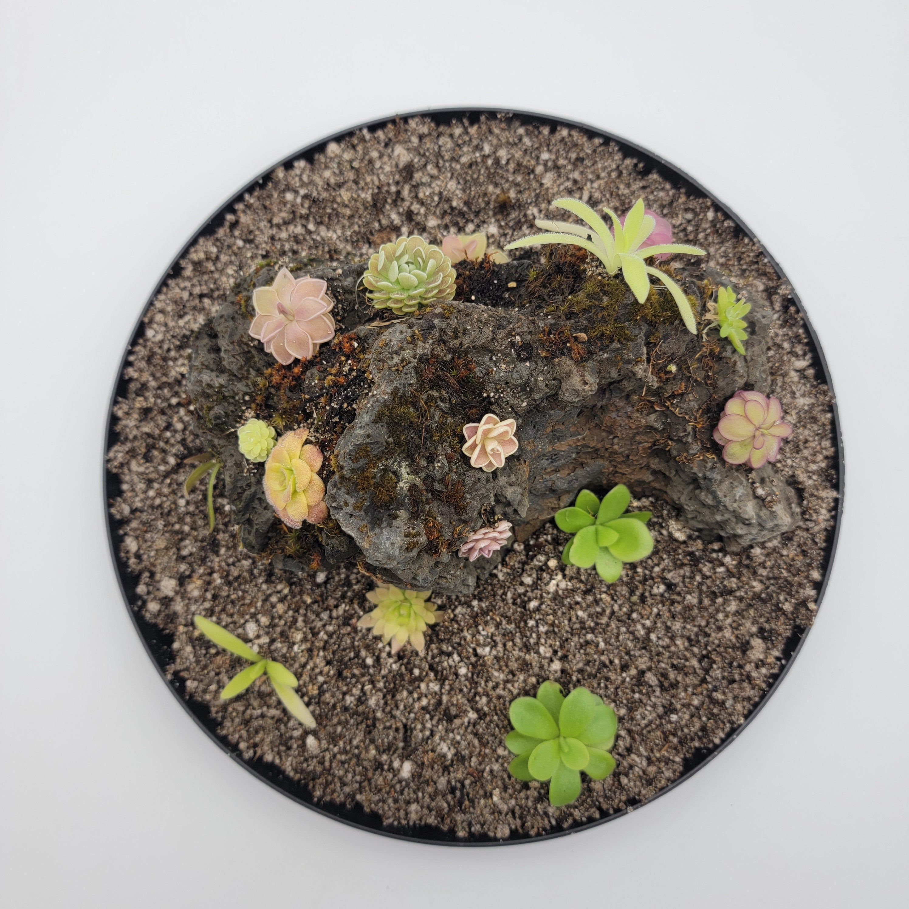 Mystery rock kit Pinguicula bundle product image 3