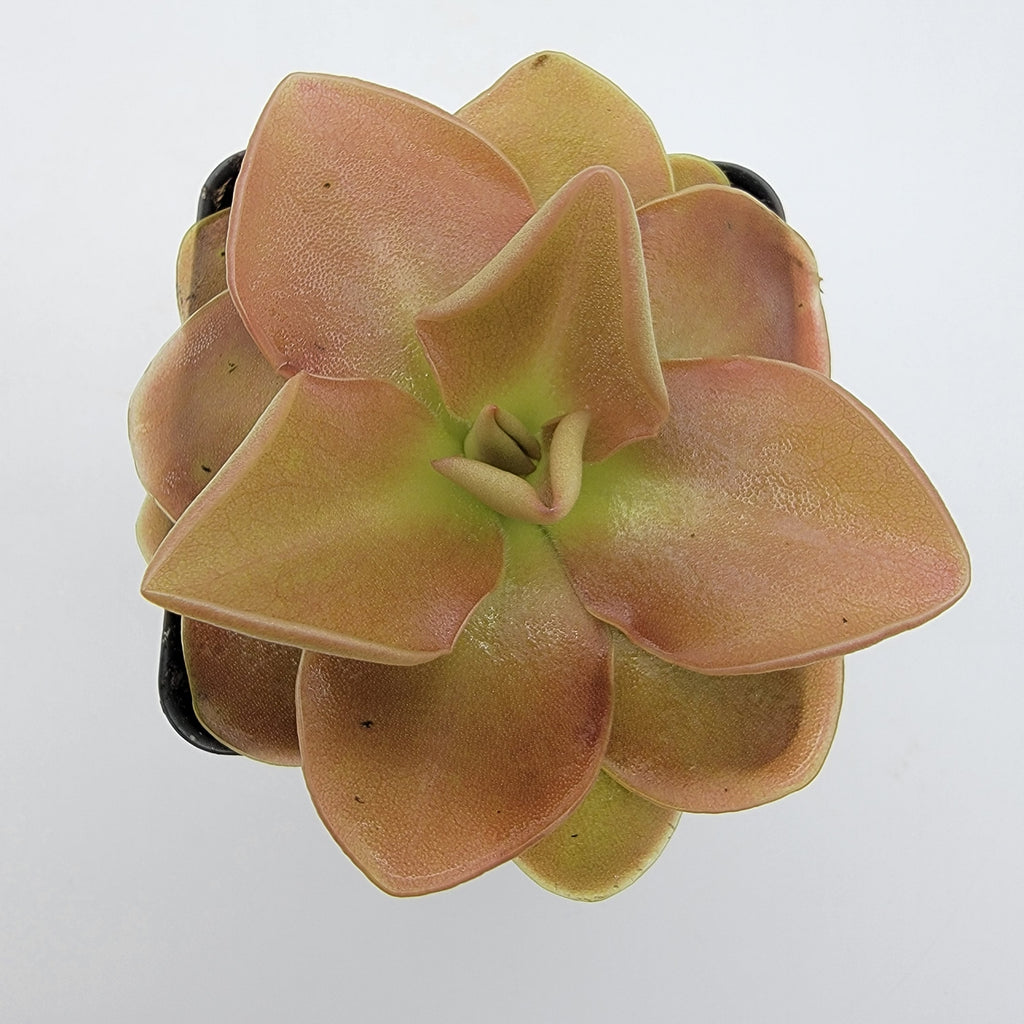 Pinguicula 'Sethos' live plant product image 4