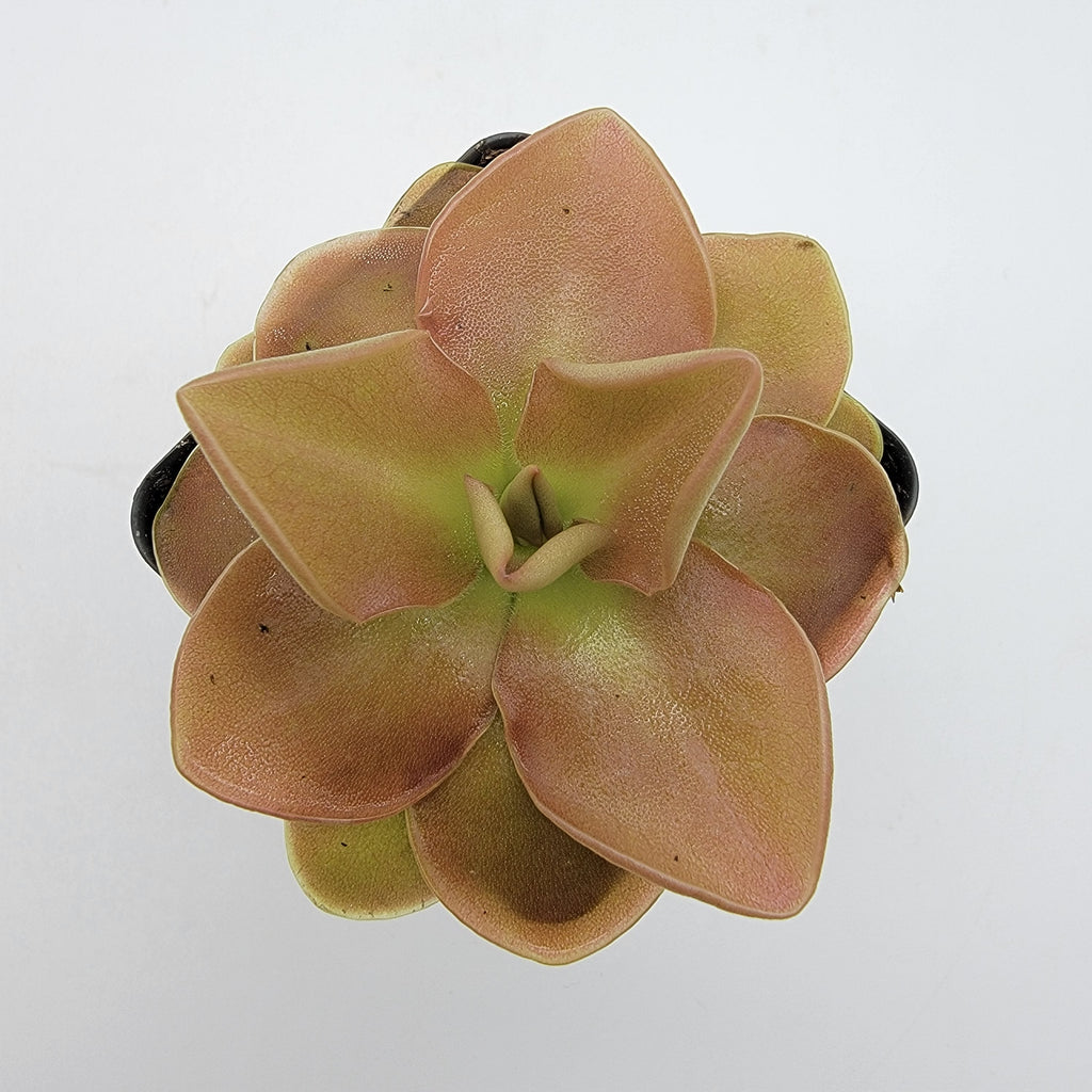 Pinguicula 'Sethos' live plant product image 3