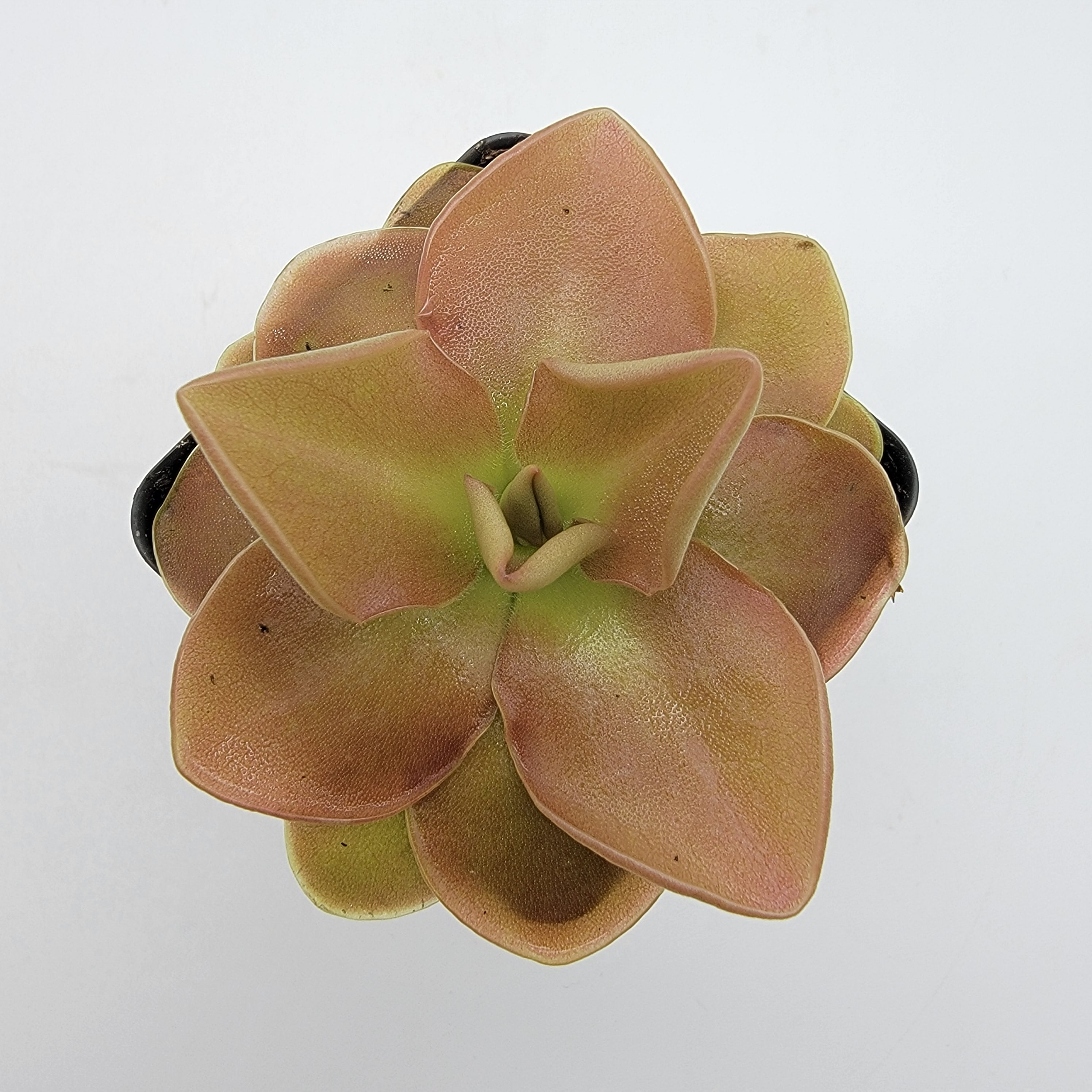 Pinguicula 'Sethos' live plant product image 3