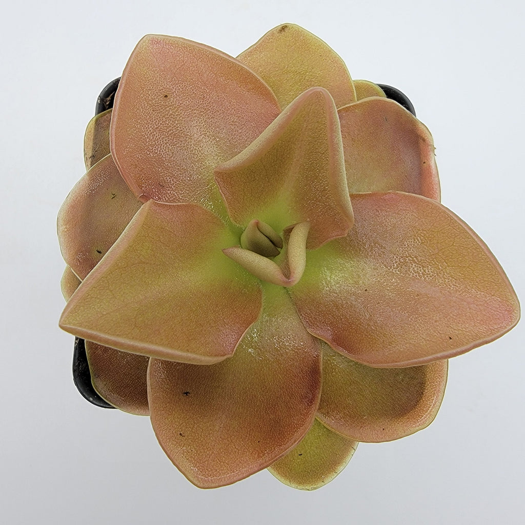 Pinguicula 'Sethos' live plant product image 5